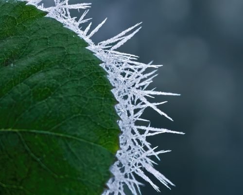 rose-leaf-6831355_1920 rose-leaf-6831355_1920